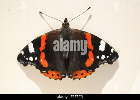 Gli insetti ; marrone scuro moth con bianco e macchie di colore arancione Foto Stock