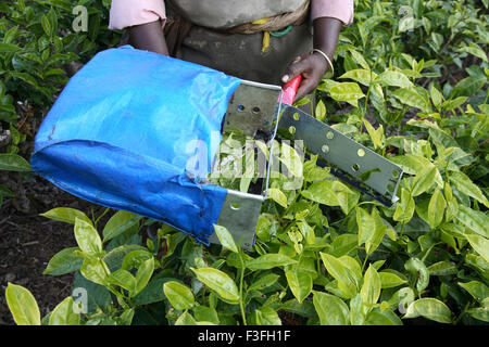 Donna mano gara di taglio le foglie di tè tè di piante taglierina sacchetto di plastica di Camellia sinensis il fogliame fresco tè giardini Munnar Kerala Foto Stock