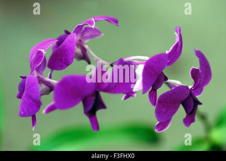 Banda coerulea griff ; banda coerulea ; orchidea blu ; banda blu ; abiti autunnali da donna ; spettacolo di fiori ; Calcutta ; Kolkata ; Bengala Occidentale ; India ; Asia Foto Stock