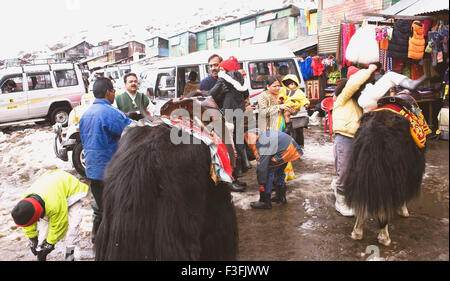 I turisti con bambini sta preparando con calzatura invernale e yak per un giro nel Lago Tsomogo ; il Sikkim ; India Foto Stock