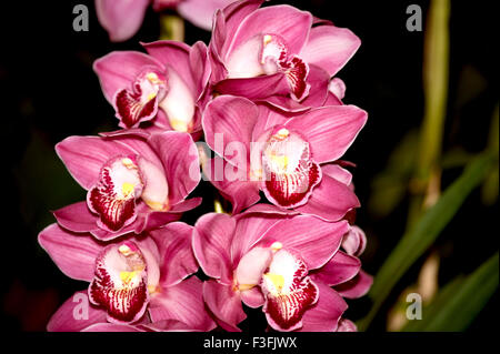 Specie Dendrobium kingianum ; fiori di orchidea ; India Foto Stock