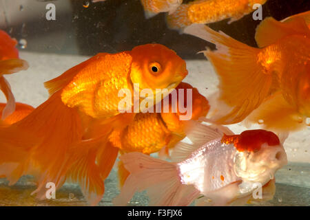 Oranda goldfish e Lionhead goldfish Foto Stock