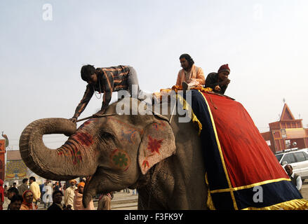 Un sadhu si trova sulla cima di un elefante per chiedere elemosina al Ardh Kumbh Mela ; ; ; India Foto Stock