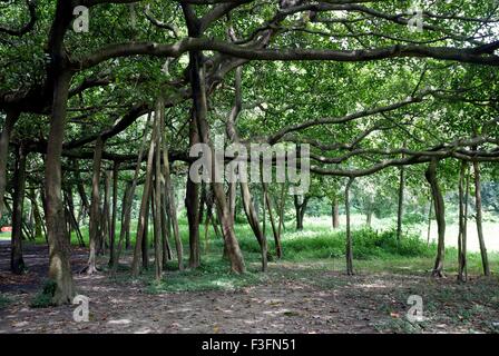 Più antico del banyan tree nel giardino botanico Foto Stock