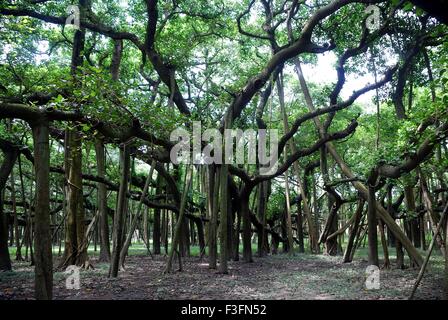 Più antico del banyan tree nel giardino botanico Foto Stock