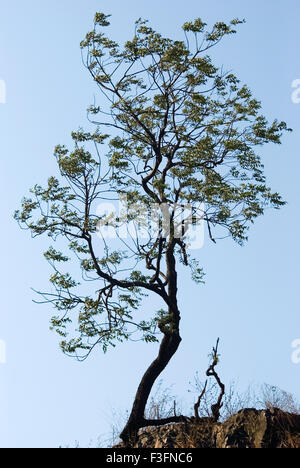 Neem o margosa (azadirachta indica) su di un poggio in Sewri ; Mumbai Bombay ; Maharashtra ; India ; Asia Foto Stock