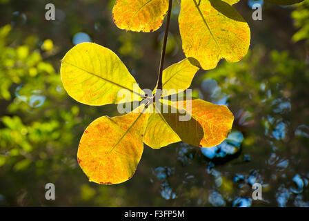 Foglie retroilluminato di mandorlo (Terminalia Catappa Linn) vicino a Juhu beach ; Bombay ora Mumbai ; Maharashtra ; India Foto Stock