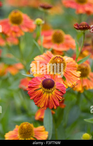 Helenium 'Riverton Gem' Fiori. Sneezeweed fiori in un confine erbacee. Foto Stock