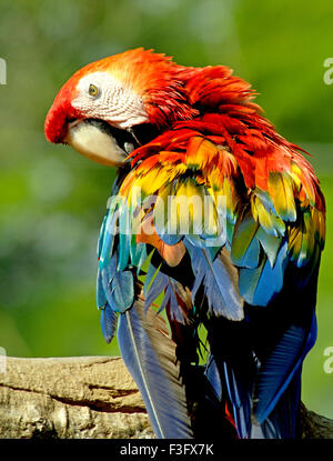 Gli uccelli ; Scarlet Macaw seduto sul ramo di albero Safari World Bangkok ; Tailandia ; a sud est asiatico Foto Stock