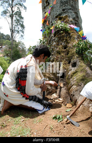 Scalpellatura il tronco di albero prima della celebrazione del matrimonio Toda ; Nilgiris ; Tamil Nadu ; India Foto Stock