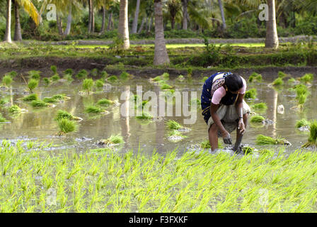 Donne operaio lavorando nel campo ; Tamil Nadu ; India Foto Stock