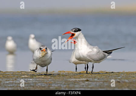 Caspian Tern alimenta bambino uccello Foto Stock