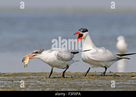 Caspian Tern alimenta bambino uccello Foto Stock