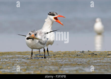 Caspian Tern alimenta bambino uccello Foto Stock