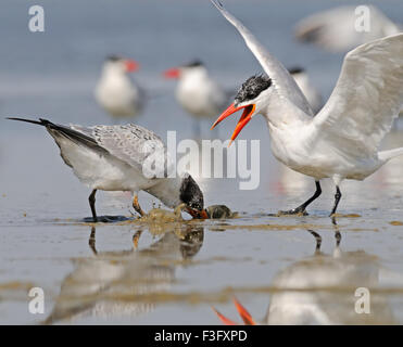 Caspian Tern alimenta bambino uccello Foto Stock