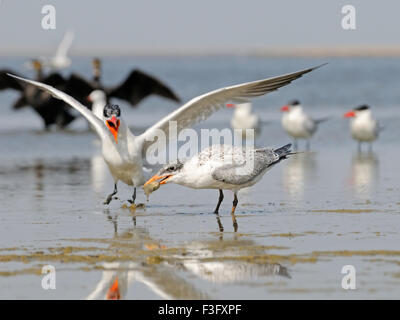 Caspian Tern (Hydroprogne caspia, Sterna caspia) alimenta un bambino uccello al lago Manych. Kalmykia, Russia Foto Stock