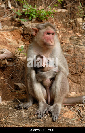 Scimmia del cofano con il bambino sulla strada della collina boschiva ; Palamuthircholai ; Tamil Nadu ; India Foto Stock