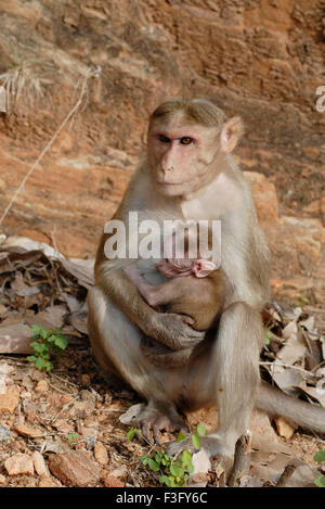 Scimmia del cofano con il bambino sulla strada della collina boschiva ; Palamuthircholai ; Tamil Nadu ; India Foto Stock