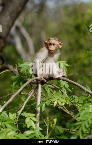 Scimmia del cofano sulla banchina di collina boschiva ; Palamuthircholai ; Tamil Nadu ; India Foto Stock