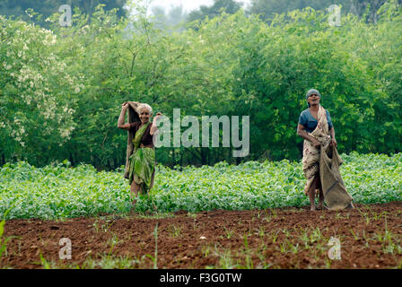 I lavoratori agricoli in una piovosa giornata di monsone ; Tamil Nadu ; India Foto Stock