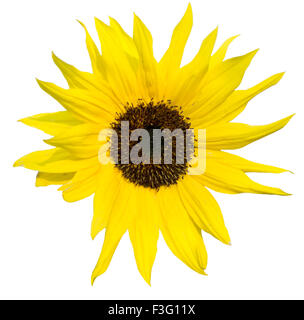 Girasole isolati su sfondo bianco Foto Stock