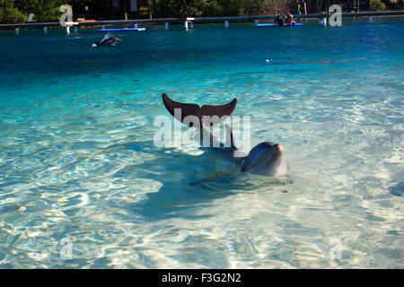 Tursiope Tursiops Truncatus Regno Animalia Phylum Chordata classe Mammalia ordine Delphiuras CetaceaFmily Foto Stock