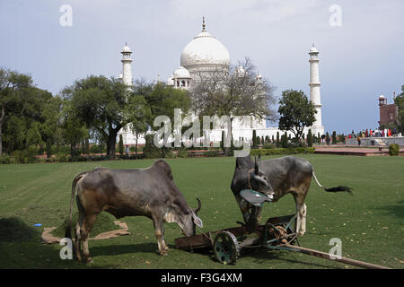 Giovenchi utilizzato per il taglio di erba prato giardino Taj Mahal settimo meraviglie banca mondiale fiume Yamuna Agra Uttar Pradesh Foto Stock