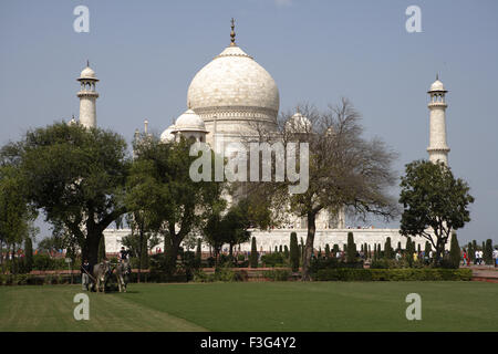 Giovenchi il taglio di erba prato giardino di minareti Taj Mahal settimo meraviglie del mondo banca del sud del fiume Yamuna Agra Uttar Pradesh Foto Stock