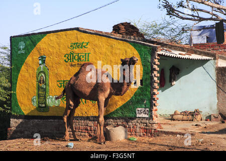 Cammello in piedi vicino Dabur Amla segno ; Agra ; Uttar Pradesh ; India , Asia Foto Stock