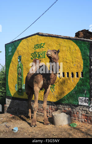 Cammello in piedi vicino a Dabur Amla Hair Oil Hoarding dipinto su muro ; Agra ; Uttar Pradesh ; India , Asia Foto Stock