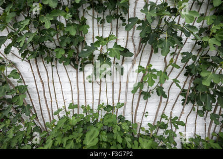 Un albero di fico addestrati contro un muro bianco all'interno di una serra. Foto Stock