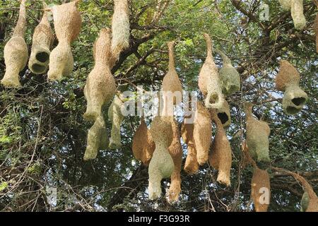 Baya weaver nidi di uccelli appesi su albero , Jodhpur , Rajasthan , India Foto Stock