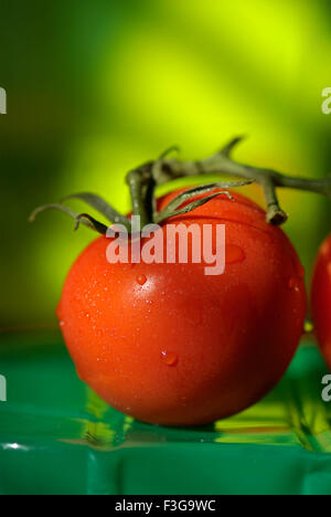 Pomodoro rosso ; Londra ; Inghilterra ; Regno Unito ; Regno Unito Foto Stock