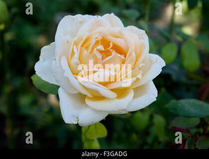 Bardovaya, cresceva rosso, gemme, il Rosa Rose Rosse, secchio di vernice, Valentina, esordiente, Mappa. Foto Stock