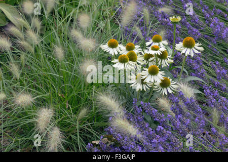 Echinacea 'Pazzo' Bianco e lavanda costeggiano 'Hidcote varietà" Foto Stock