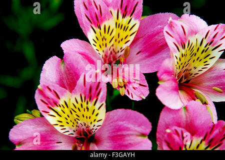 Butterfly fiori di colore rosa a bungalow privato a Munnar ; Kerala ; India Foto Stock