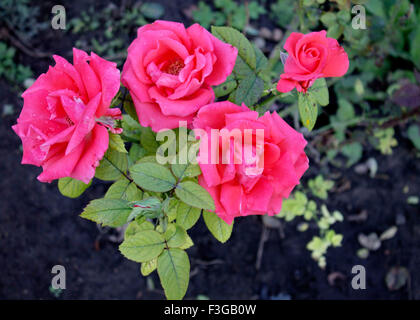 Bardovaya, cresceva rosso, gemme, il Rosa Rose Rosse, secchio di vernice, Valentina, esordiente, Mappa. Foto Stock