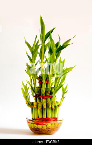 Lucky bamboo pianta simbolo di fortuna in materia di salute e di ricchezza Fengshui fiore su sfondo bianco Foto Stock