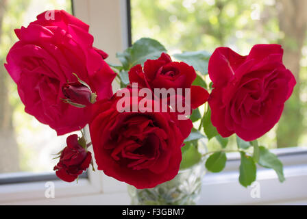 Bardovaya, cresceva rosso, gemme, il Rosa Rose Rosse, secchio di vernice, Valentina, esordiente, Mappa. Foto Stock