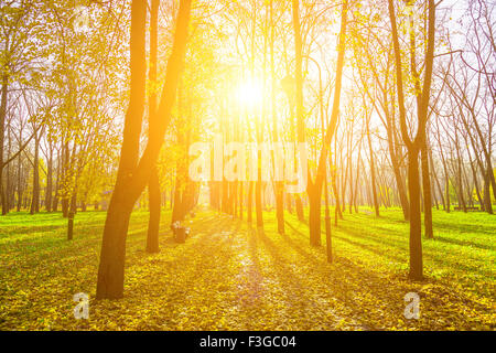 Autunno parco con alberi lungo il viale con strada in secco e il fogliame giallo e sole luminoso Foto Stock