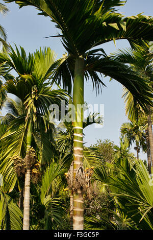 Palma areca ; palma da noci areca ; palma da betel ; palma da noci di betel ; albero di noci di betel ; Murud Janjira ; Raigad ; Maharashtra ; India ; Asia Foto Stock