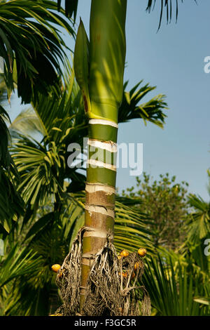 Noci di betel alberi che crescono ; Janjira Murud ; District Raigad ; Maharashtra ; India Foto Stock