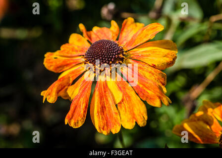 Helenium Sahin presto Flowerer nella luce di autunno Foto Stock