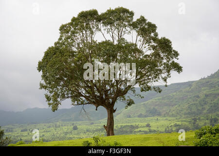 Albero di Jamun, Eugenia jambolana, Jummapatti, Matheran, Maharashtra, India, Indian Trees Syzygium cumini, Malabar Plum, Java Plum, black Plum, jamun, jaman, jambul, jambolan Foto Stock