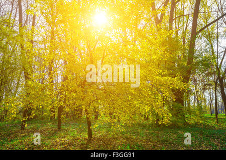 Giallo autunno Tree e sole luminoso tra i rami con alberi colorati in background in posizione di parcheggio Foto Stock