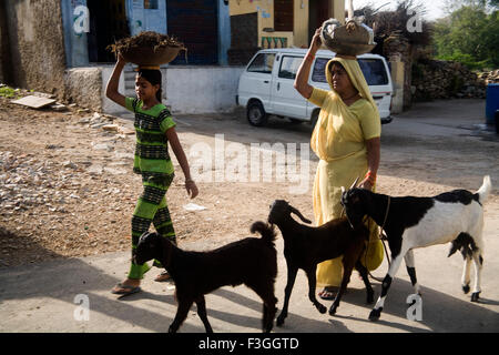 Due femmine che trasportano piccolo carico sulla testa ; la vita rurale ; Village Delwara ; Udaipur ; Rajasthan ; India Foto Stock