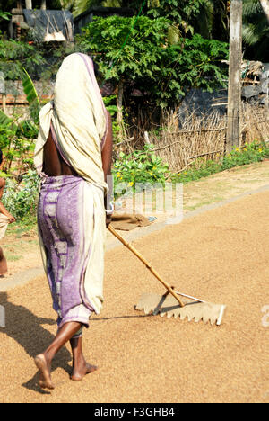 Donne essiccazione del riso su terreni ; Bhubaneswar ; Orissa ; India ; n. MR Foto Stock