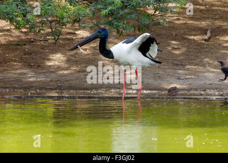 Collo Nero Stork uccello ; Delhi zoo; Delhi ; India Foto Stock