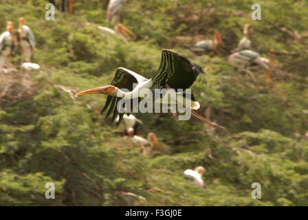 Dipinto di Stork bird flying ; lo zoo di Delhi ; Delhi ; India Foto Stock