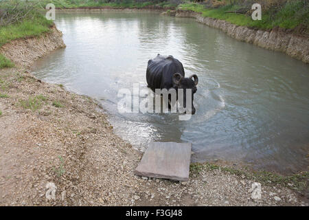 bufalo in piedi in stagno ; Rajasthan ; India , asia Foto Stock